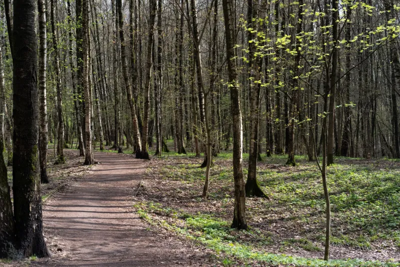 Beyond Minsk: The Belarusian Homecoming Trip You've Been Planning Wrong